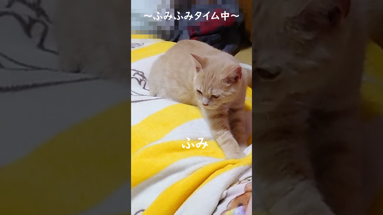 ふみふみする子猫がかわいい #shorts  #ねこのいる生活 #猫  #猫のいる暮らし #cat  #子猫  #ねこ #子ネコ