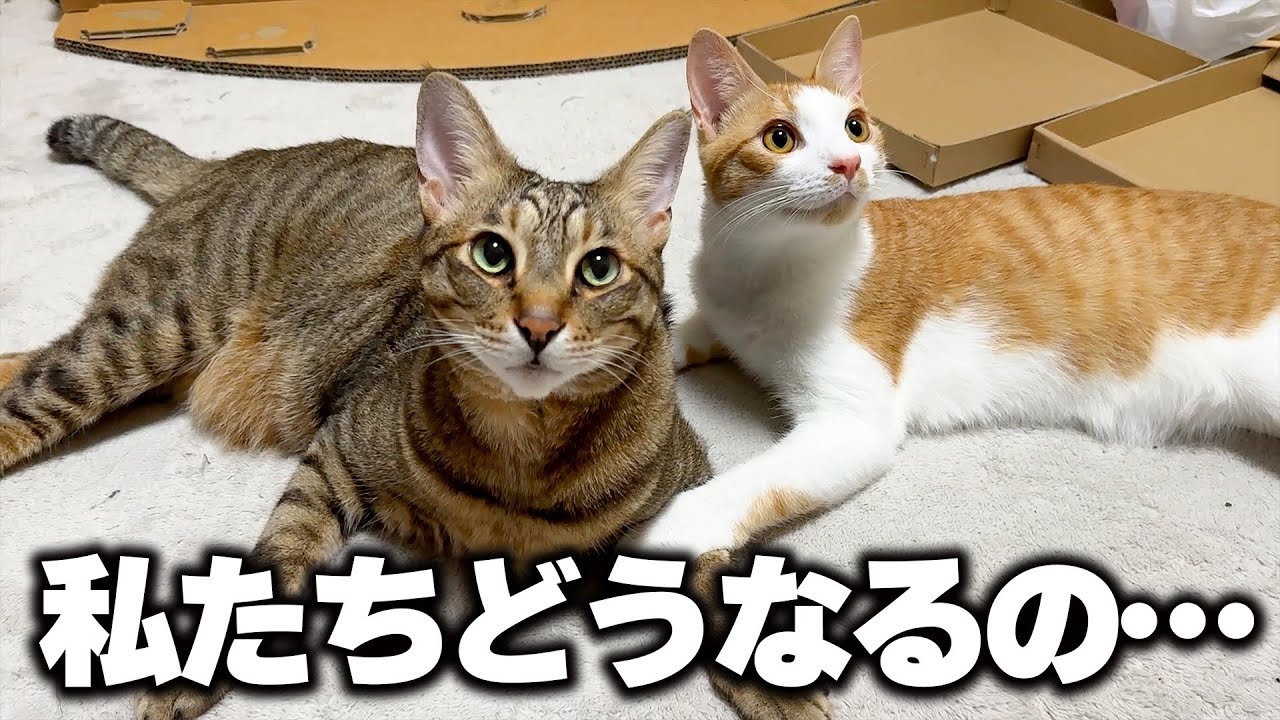 エアコンが完全に壊れました。もう終わりです。