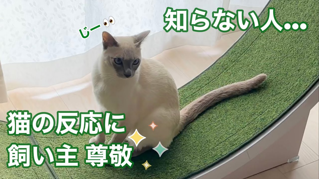 【トンキニーズ】ガス点検日、知らない人にも動じないラクトくんがすごすぎた…！