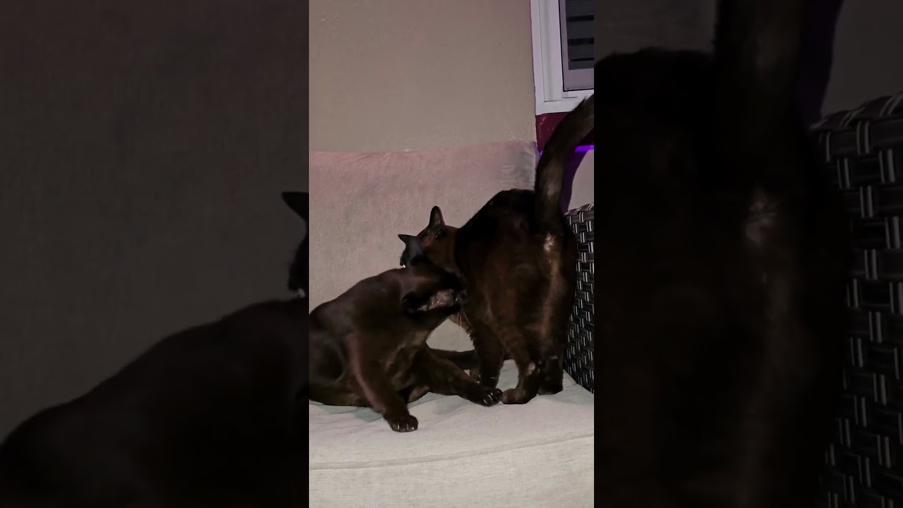 Burmese Cat Mocha's daily reminder to Monkey who is in charge. #cats #BurmeseCats #FunnyCats #cat