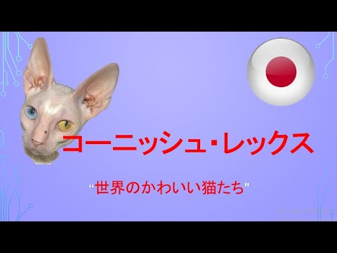#コーニッシュ・レックス　"世界のかわいい猫たち"
