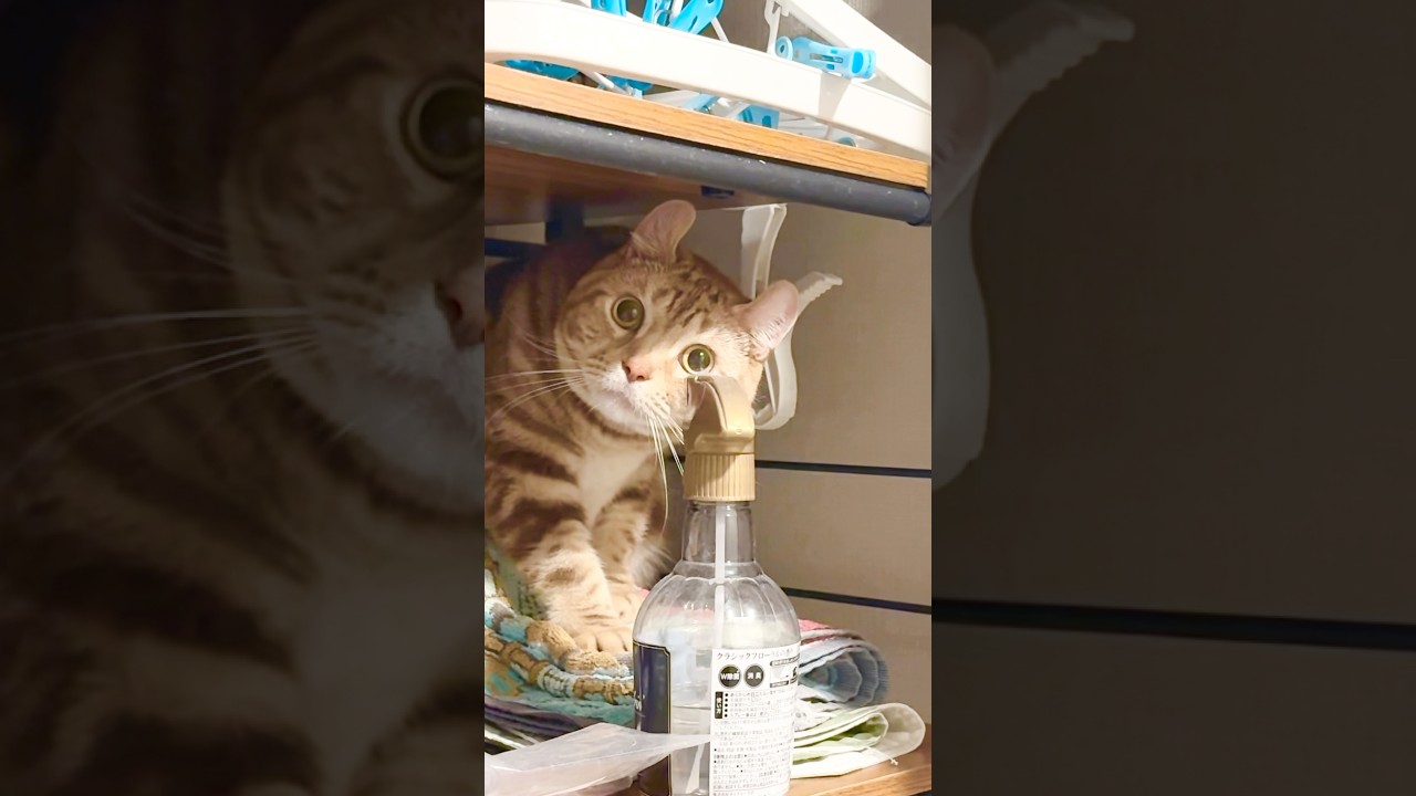 かくれんぼ猫ルイちゃん #cat #アメリカンカール #cute #American curl