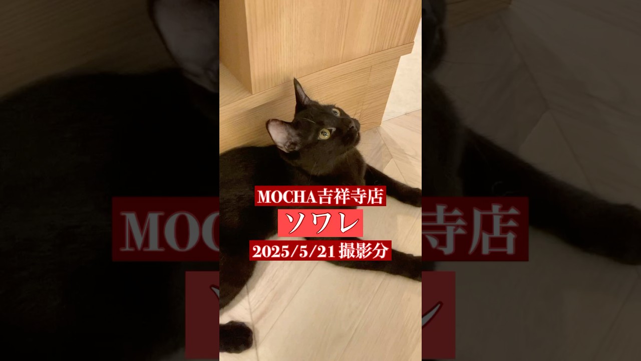 🐱ソワレ🐱　(ボンベイ ♂)　MOCHA吉祥寺店　2025/5/21 撮影分　#日替わり猫カフェにゃんこ　#cat