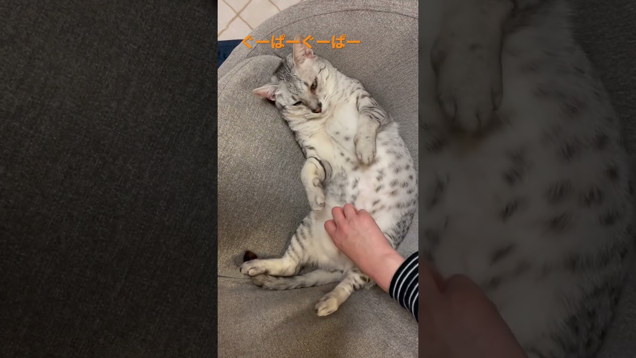 【ぐーぱー】#shorts #ねこ #エジプシャンマウ #ピオ