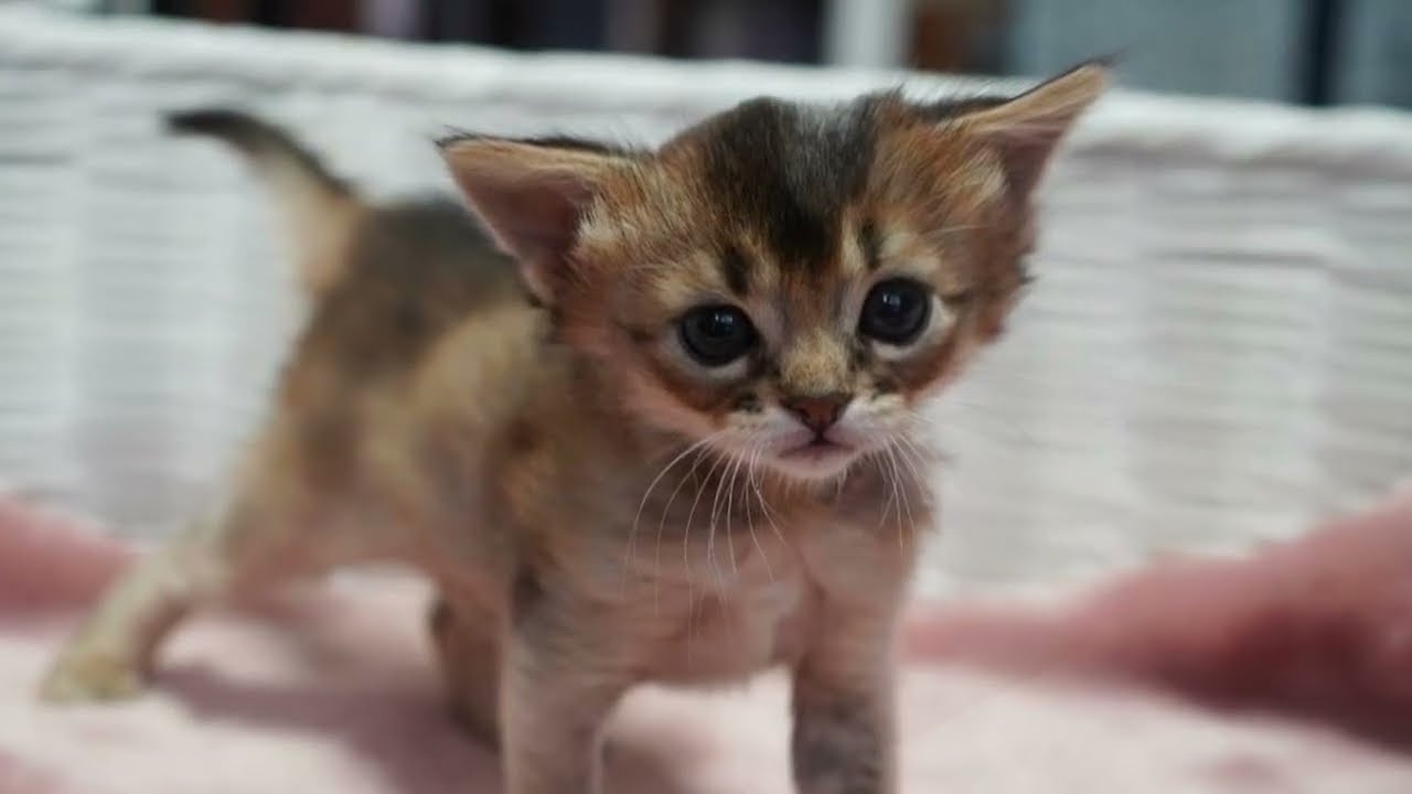 ネズミの玩具を奪い合う  〜生後27日〜 ソマリの仔猫