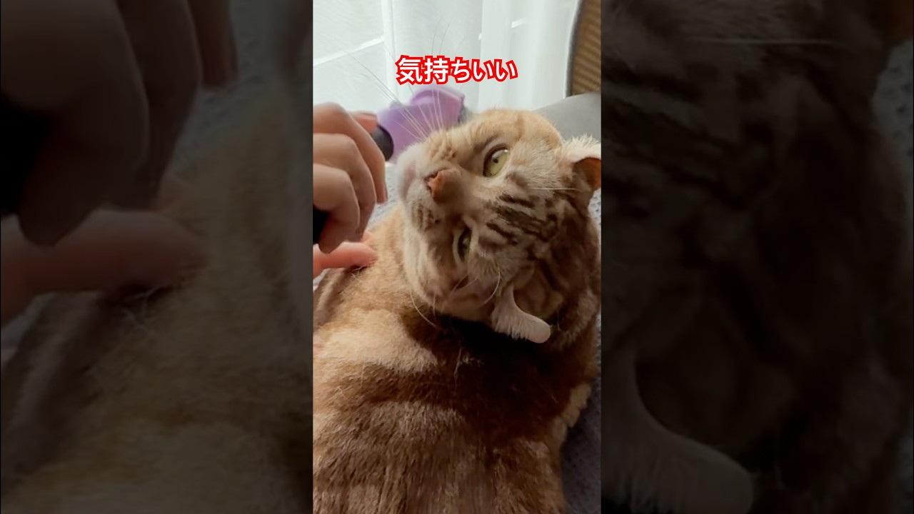 かわいい猫ルイちゃん #cat #アメリカンカール #きれいきれい #毛をすく #cat #cute #American curl