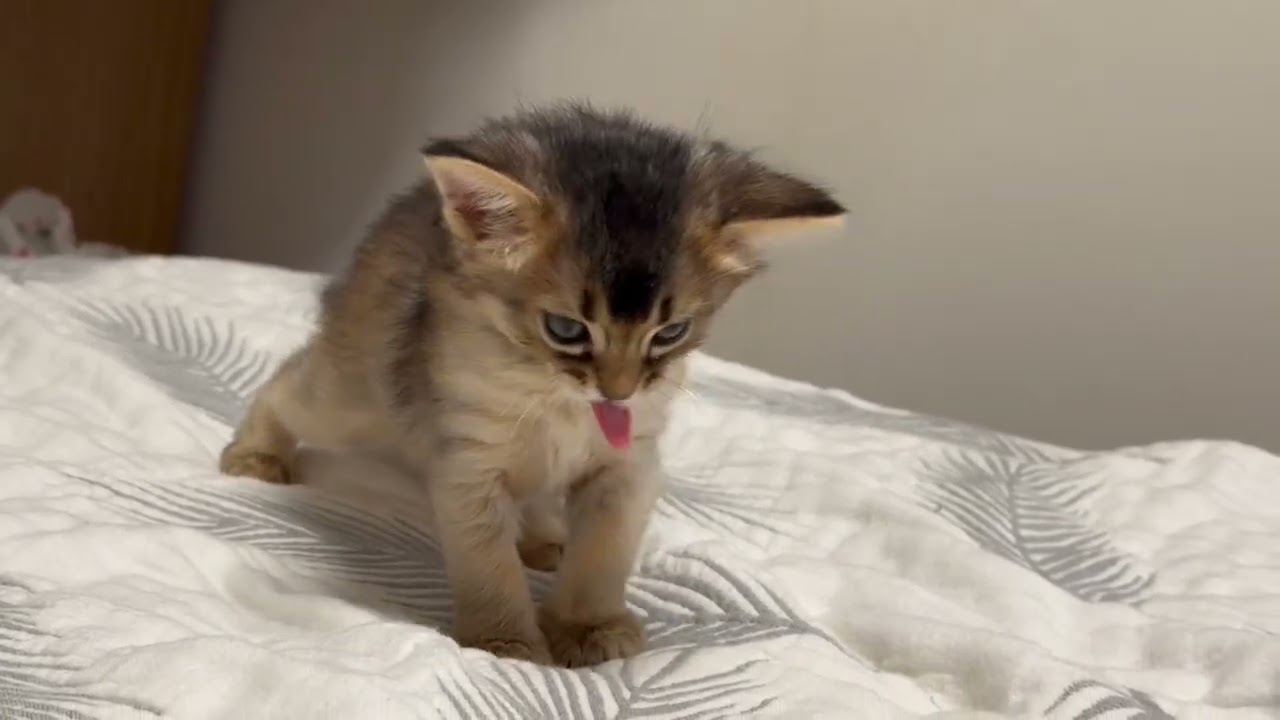 祝♡生後１ヶ月　ソマリの仔猫