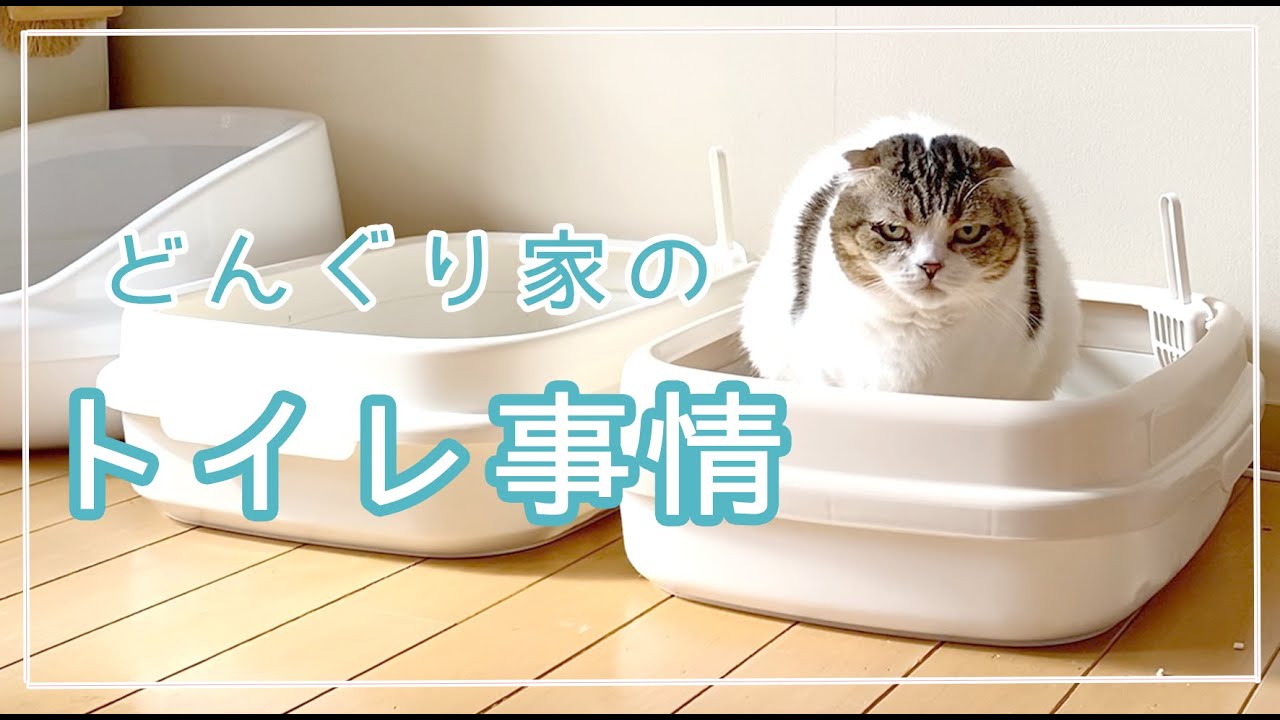 【トイレ愛用品】トイレ中の顔がイケメン過ぎる猫（スコティッシュフォールド）
