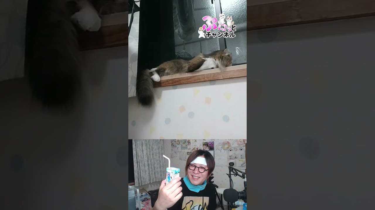 全国的に暑い♪猫ちゃんライブ配信♪