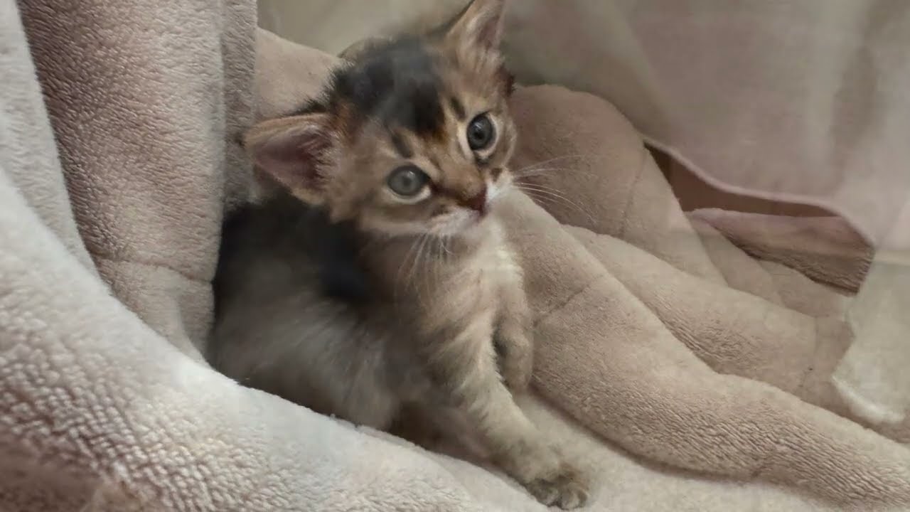 平和な  〜生後29日〜 ソマリの仔猫の日常