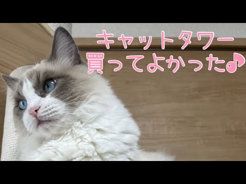 【 ラグドール 】キャットタワー買ってよかった🐈💕