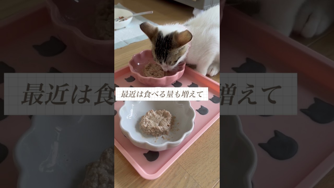 生後2ヶ月のご飯 #cat #子猫 #kitten #保護猫 #rescuecats #ごはん #生後２ヶ月 #royalcaninkitten