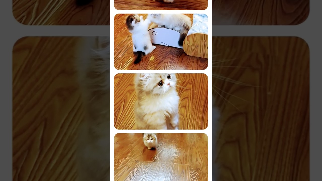 Pretty😍 Little Baby | Cat Play  #trendingshorts #viralshorts  #kitten #love  #trending #shorts