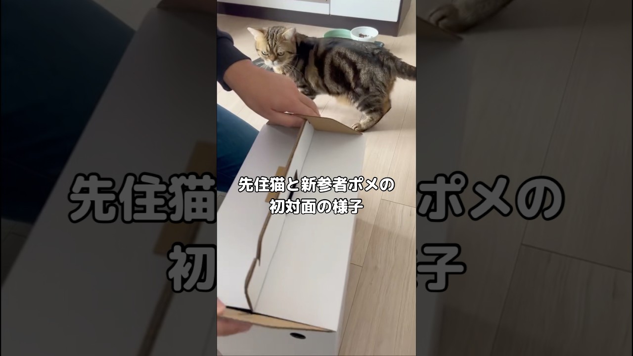 どっちも全然思ってた反応じゃないwww #ポメラニアン #アメリカンショートヘア #犬と猫
