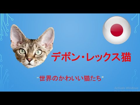 #デボン・レックス猫　"世界のかわいい猫たち"