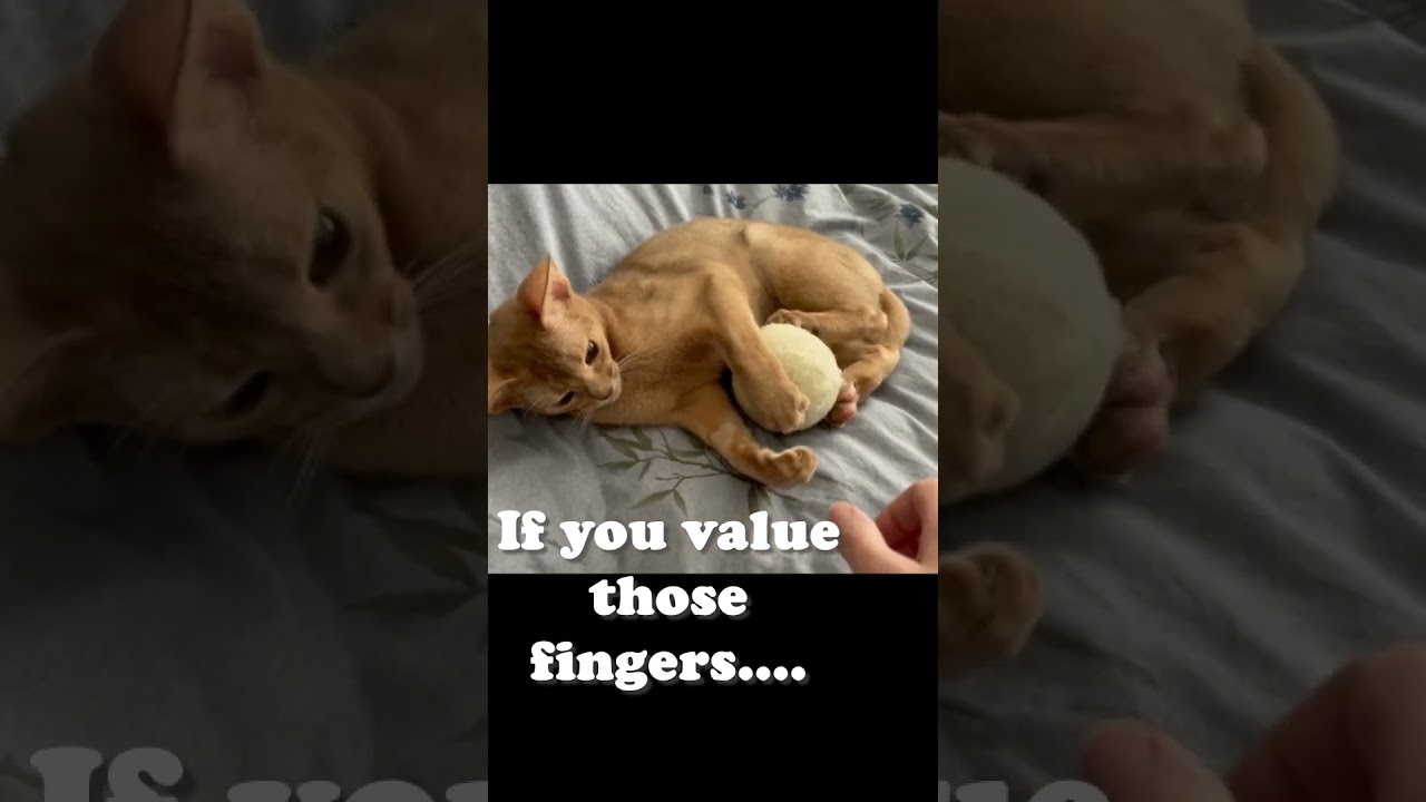 Dryer Ball or Ultimate Cat Toy?  Mila our Abyssinian Cat seems to think Cat Toy!