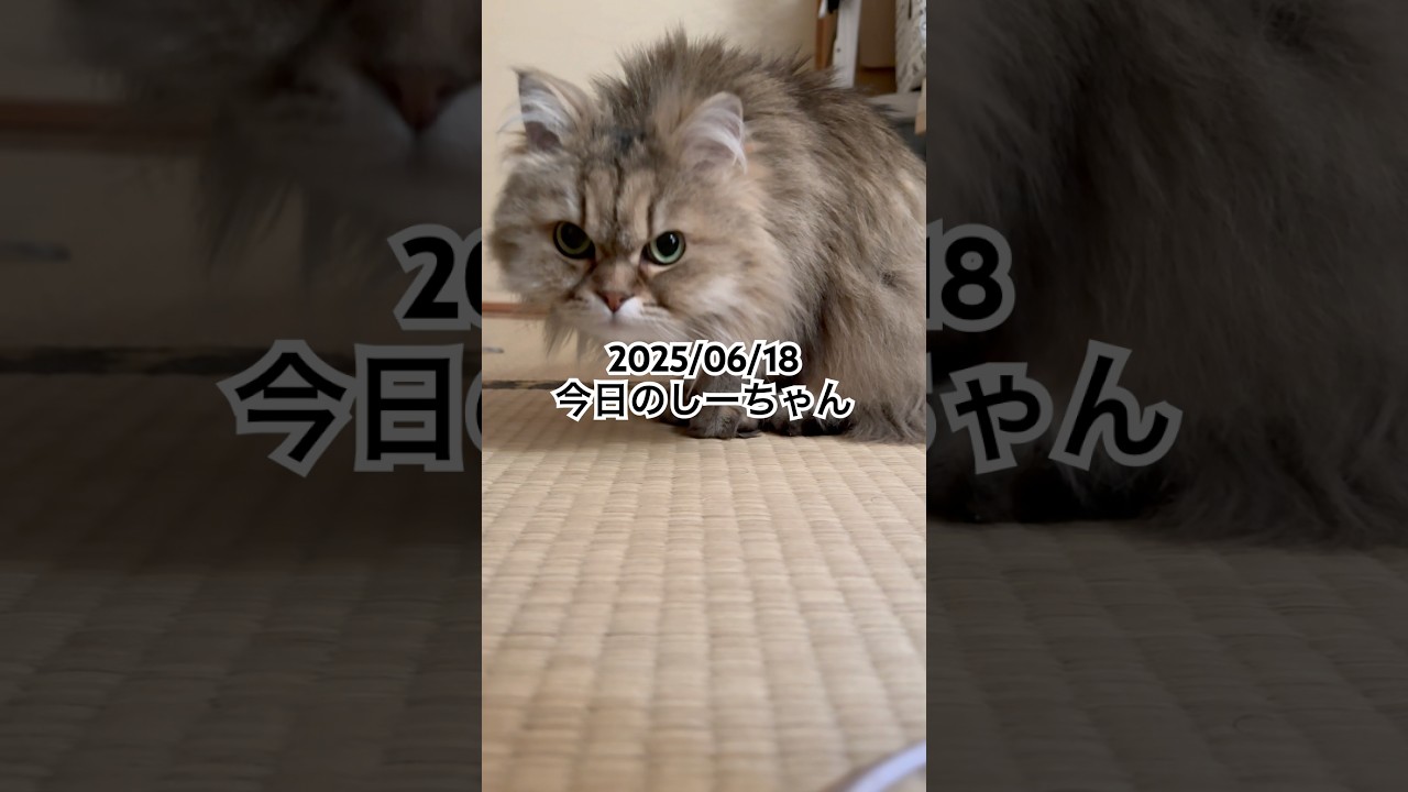 2025/06/18今日のしーちゃん #猫 #ペルシャ #シエル #cat #猫のいる暮らし
