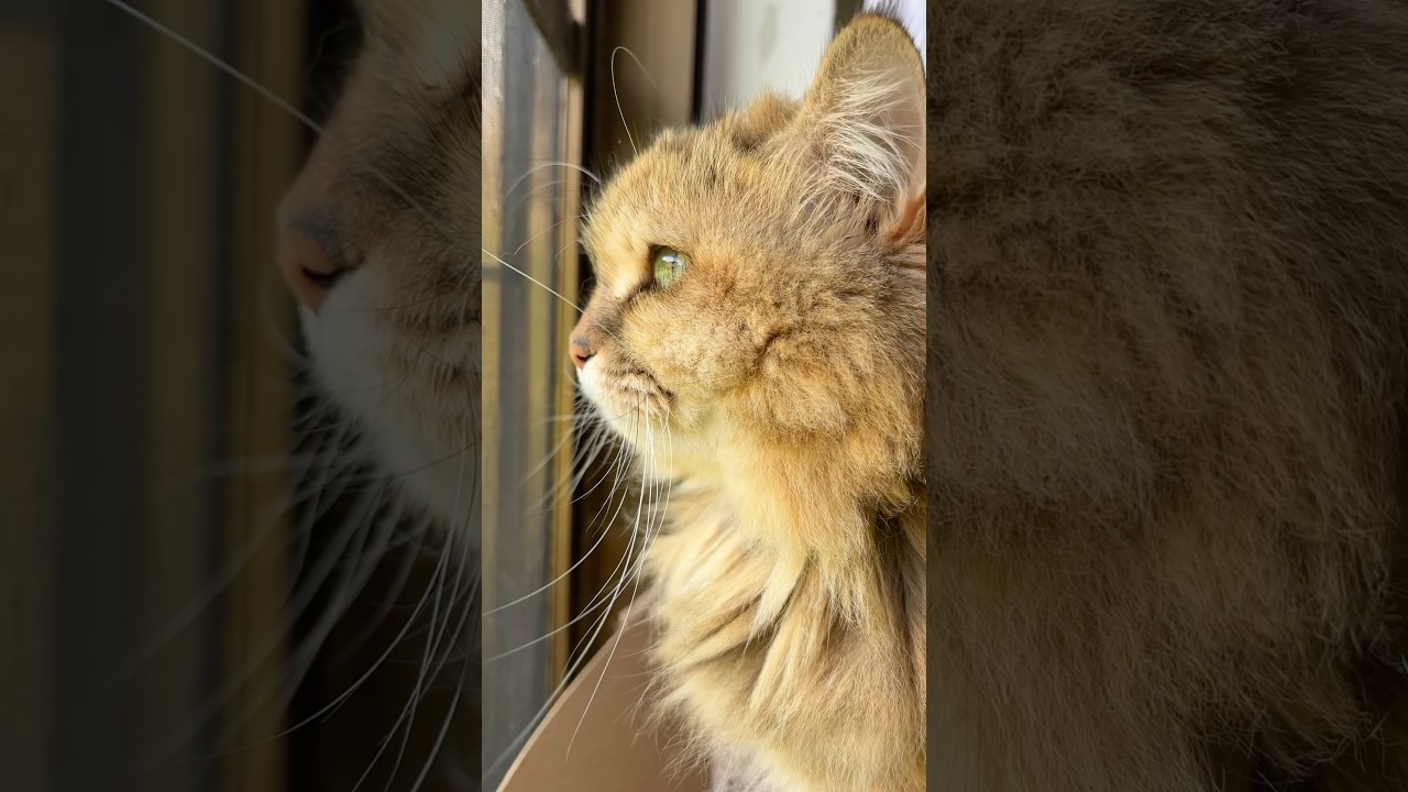 鳥を見る猫の横顔が美しい【サイベリアン・マグロ】 #shorts #サイベリアン #猫