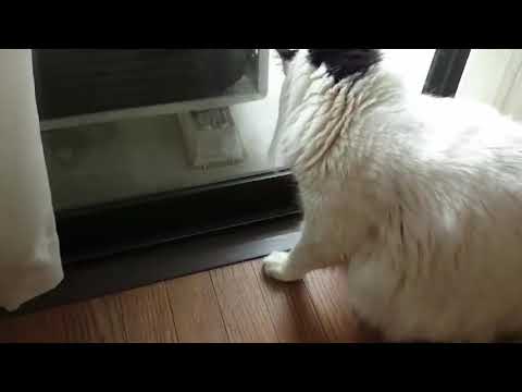 家猫の小さな狩り。でもビビり。｜ターキッシュバンみーこの日常