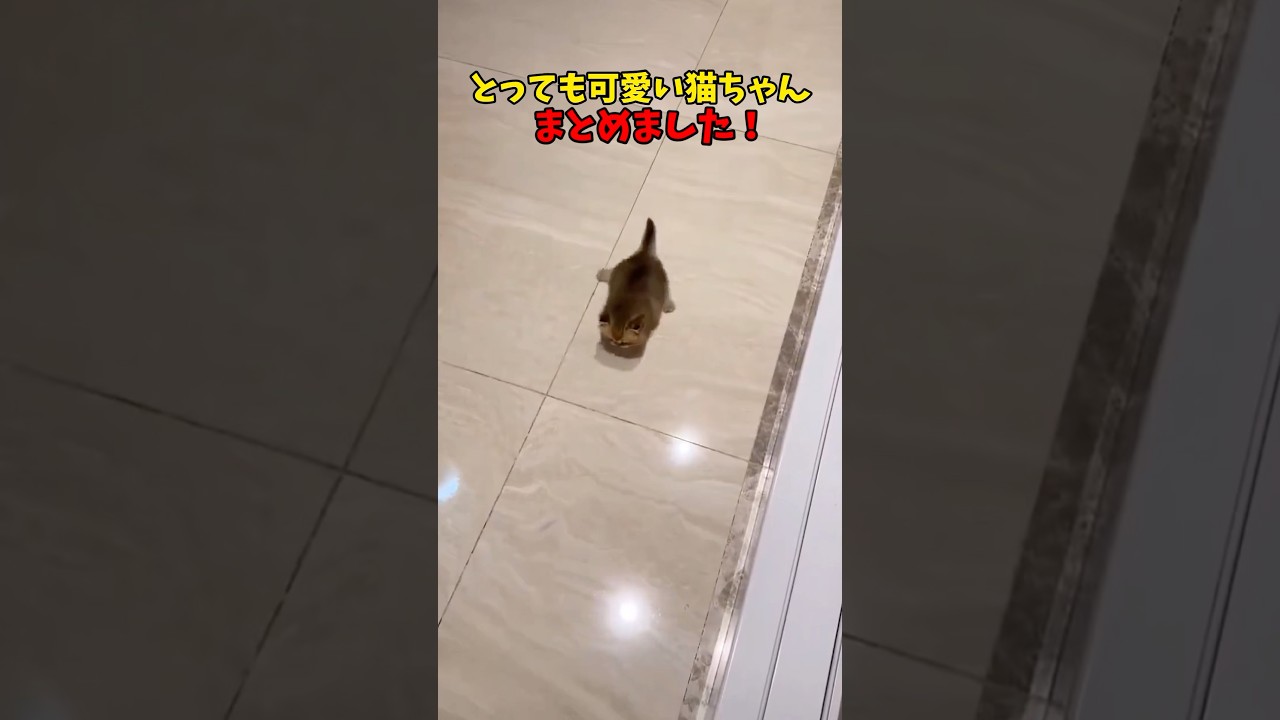 とっても可愛い🩷 #猫 #cat #cats #ねこ