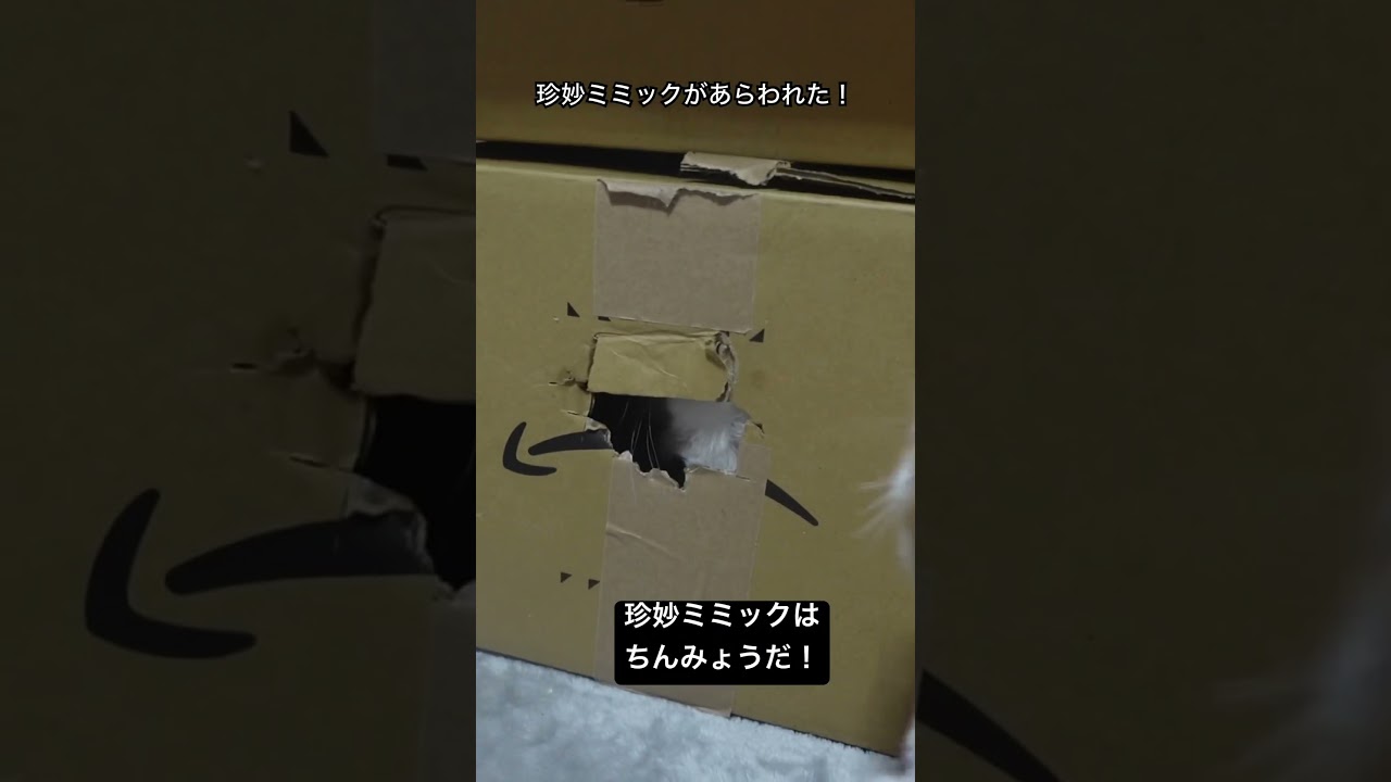 珍妙ミミックがあらわれた！こねこのこうげき！ #cat  #猫  #ねこ  #保護猫 #cute #猫のいる暮らし #子猫 #shorts  #こねこ