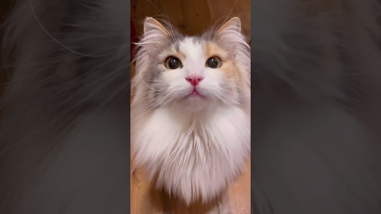 デカ猫の鳴き声ってかわいい♡#ノルウェージャンフォレストキャット
