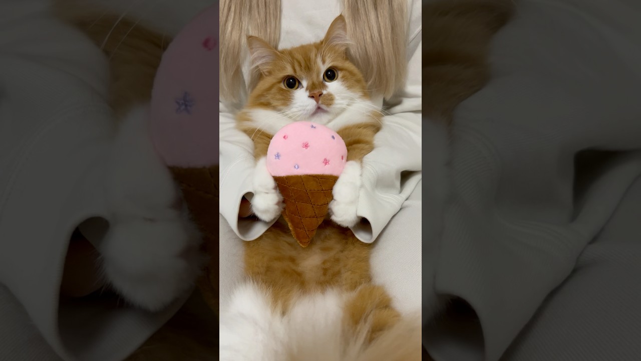 うにが何か持っています…🥰 #shorts #猫 #マンチカン #短足マンチカン #cat #munchkin