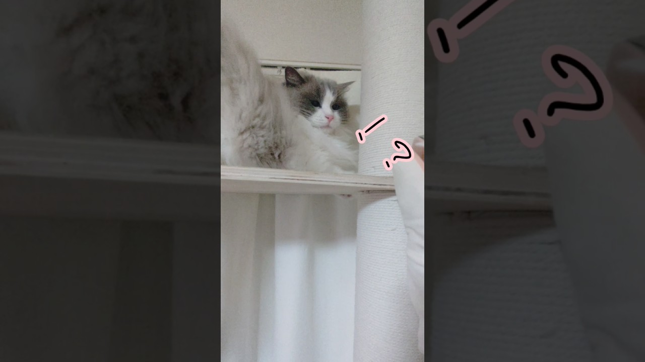 ヘビのパペットに驚くラグドール #ねこ #猫 #ラグドール #cat