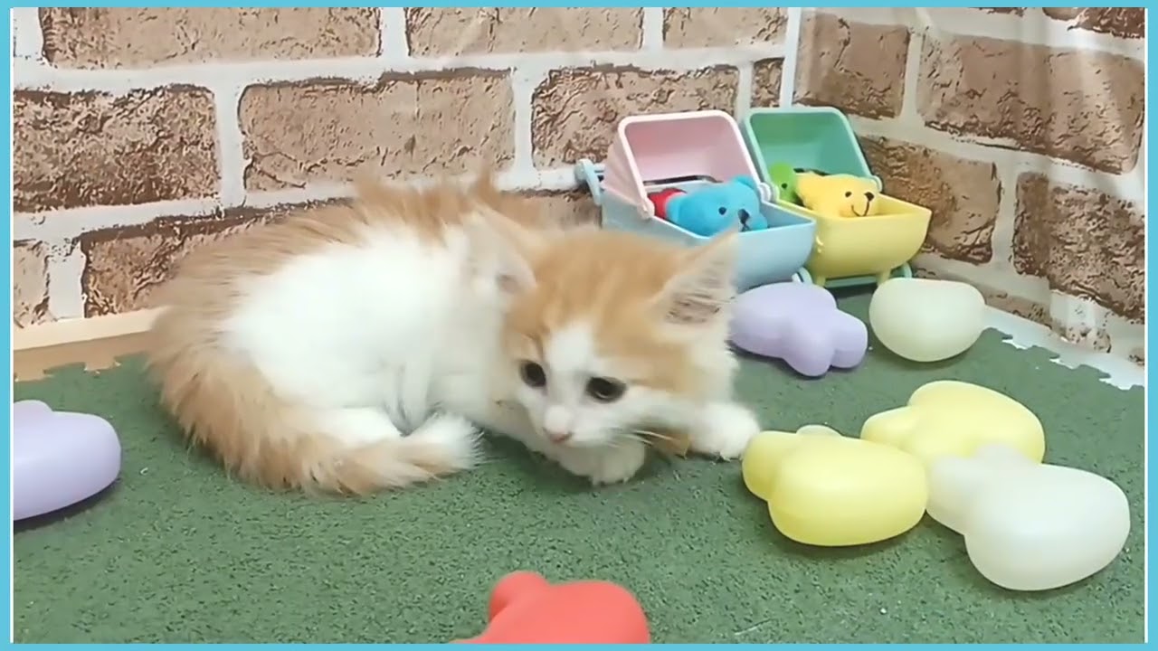 722805 ノルウェージャン・フォレストキャット