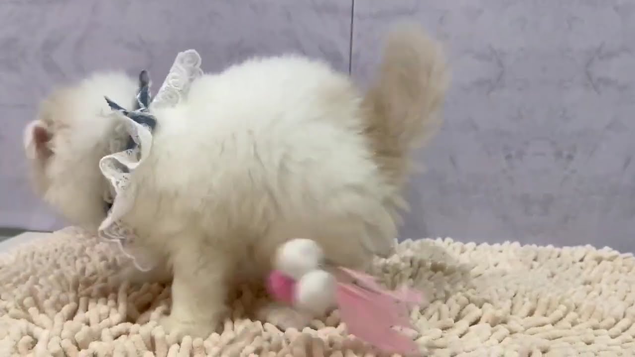 スコティッシュフォールド♂ 4/19