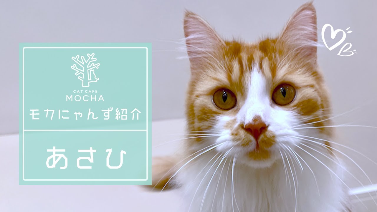 あさひ（ノルウェージャンフォレストキャット♂）名古屋則武新町店