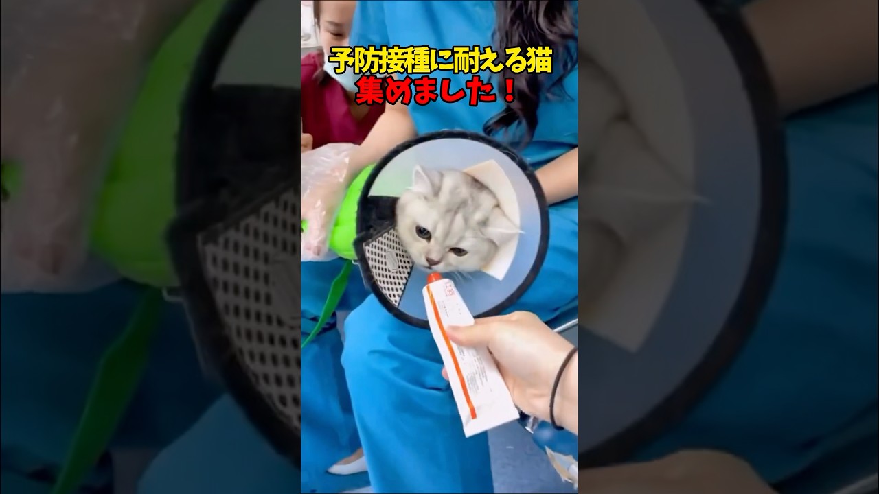 ご褒美あげたくなる🥺 #猫 #cat #cats #cute