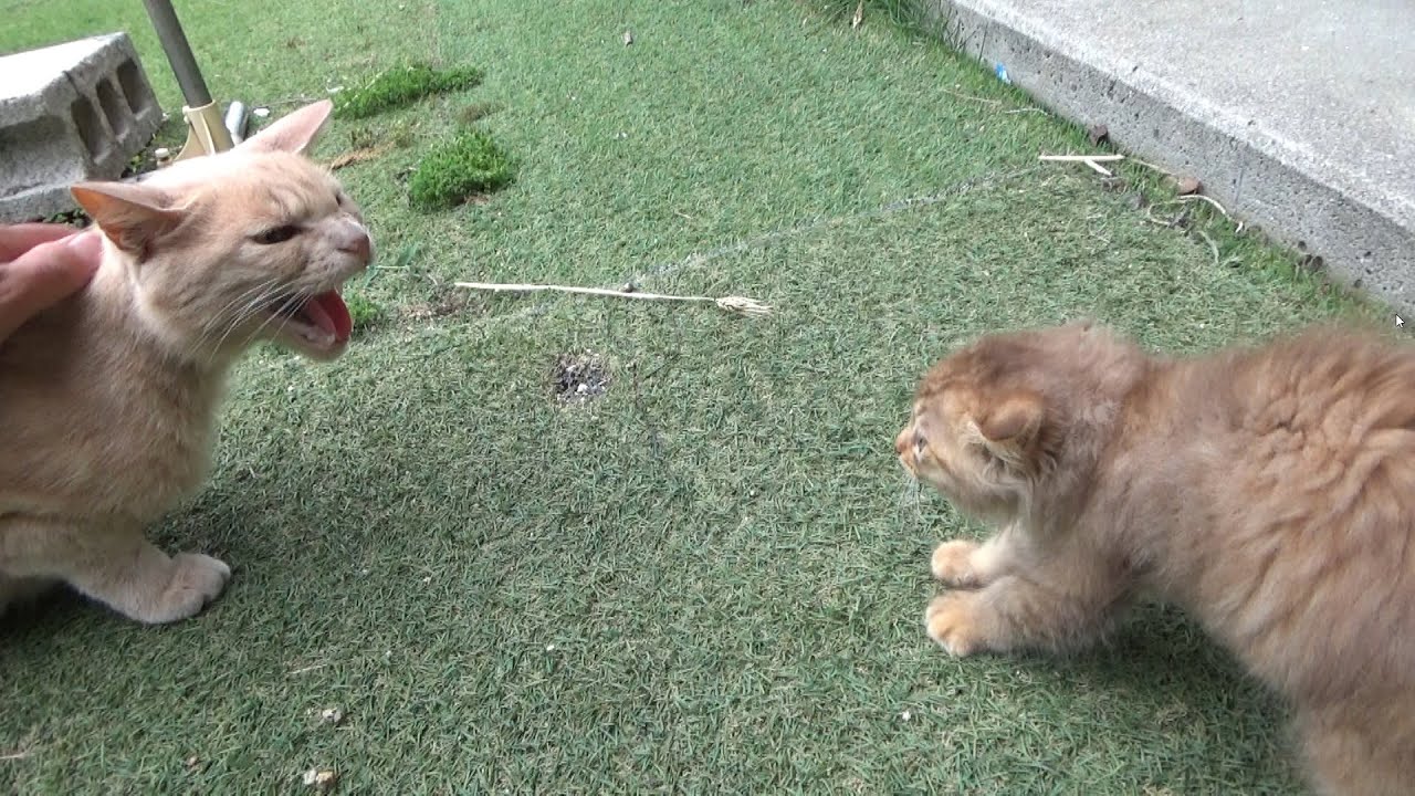 先住猫から嫌われる毛玉みたいな子猫たち