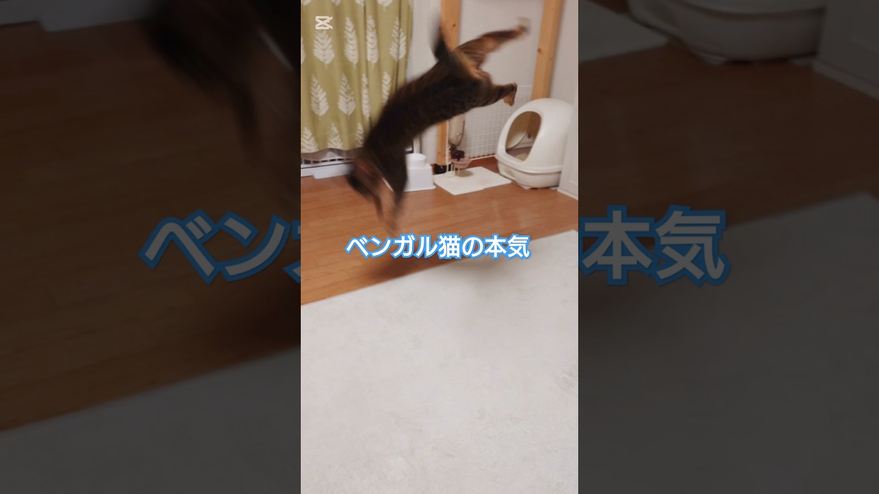 ベンガル猫の本気 #猫 #猫動画 #猫のいる暮らし #ベンガル #cat #fyp #shorts #short