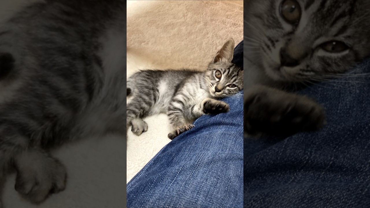 😺お迎えした日【幸のスズ】#shorts #cat #子猫 #保護猫 #猫のいる暮らし#かわいい猫  #catshorts #kitten