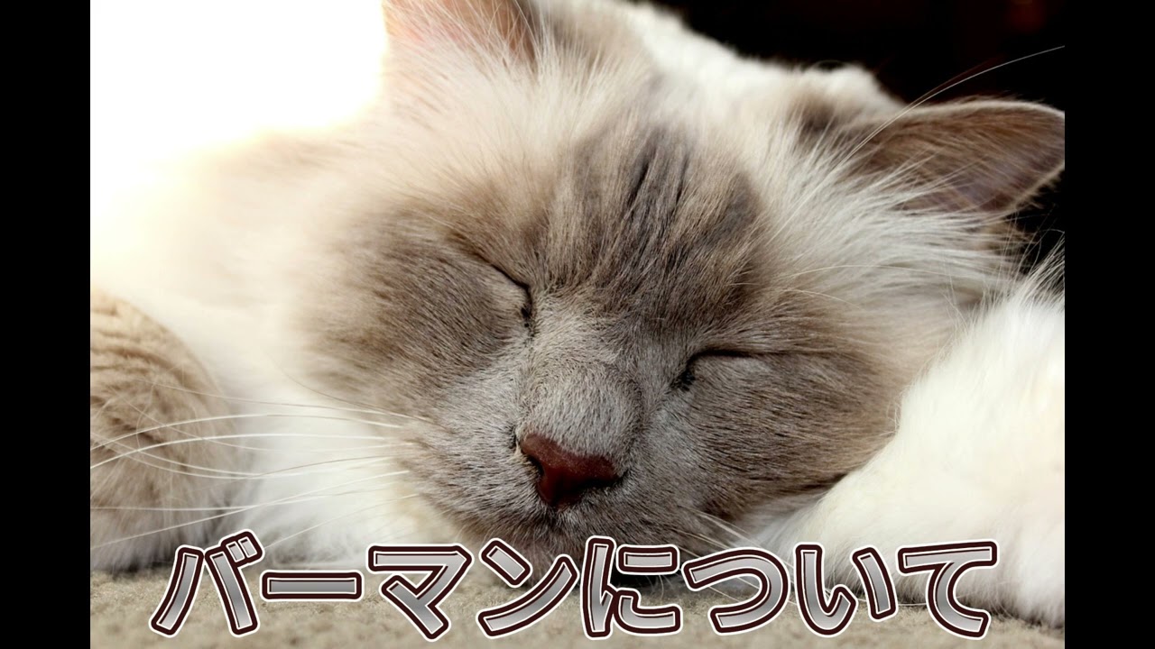 【バーマンについて】