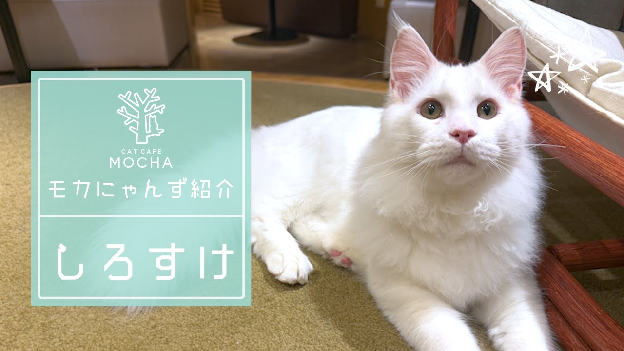 しろすけ（メインクーン♂）新宿店