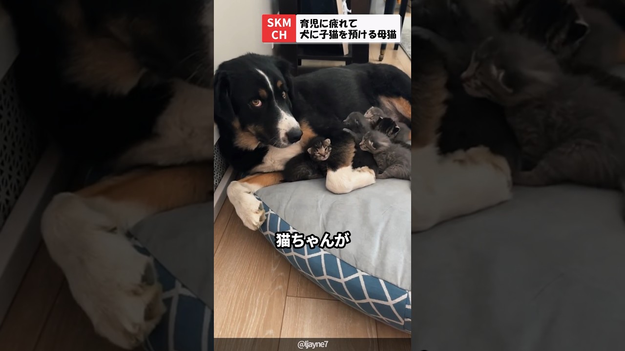 信頼してるワンちゃんに子猫を預ける母猫