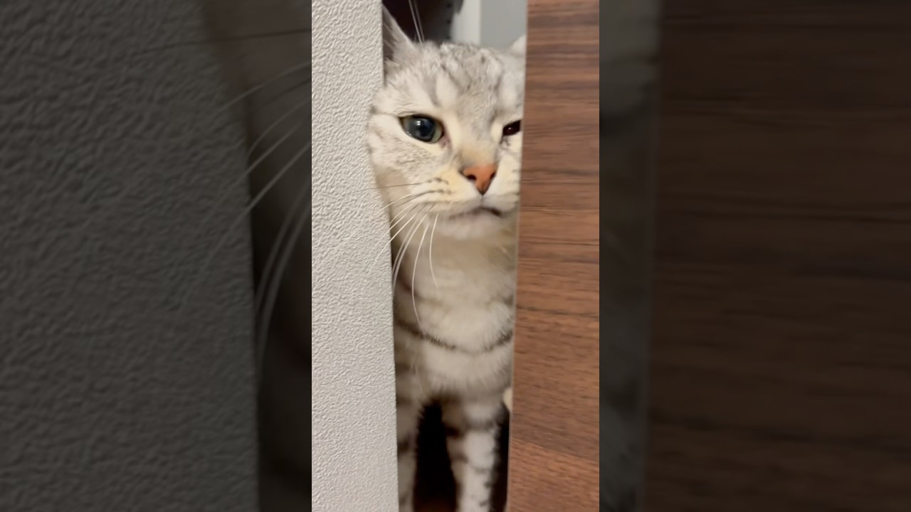 大好きなパパが帰ってきてテンション爆上げな猫!! #shorts #猫 #cat