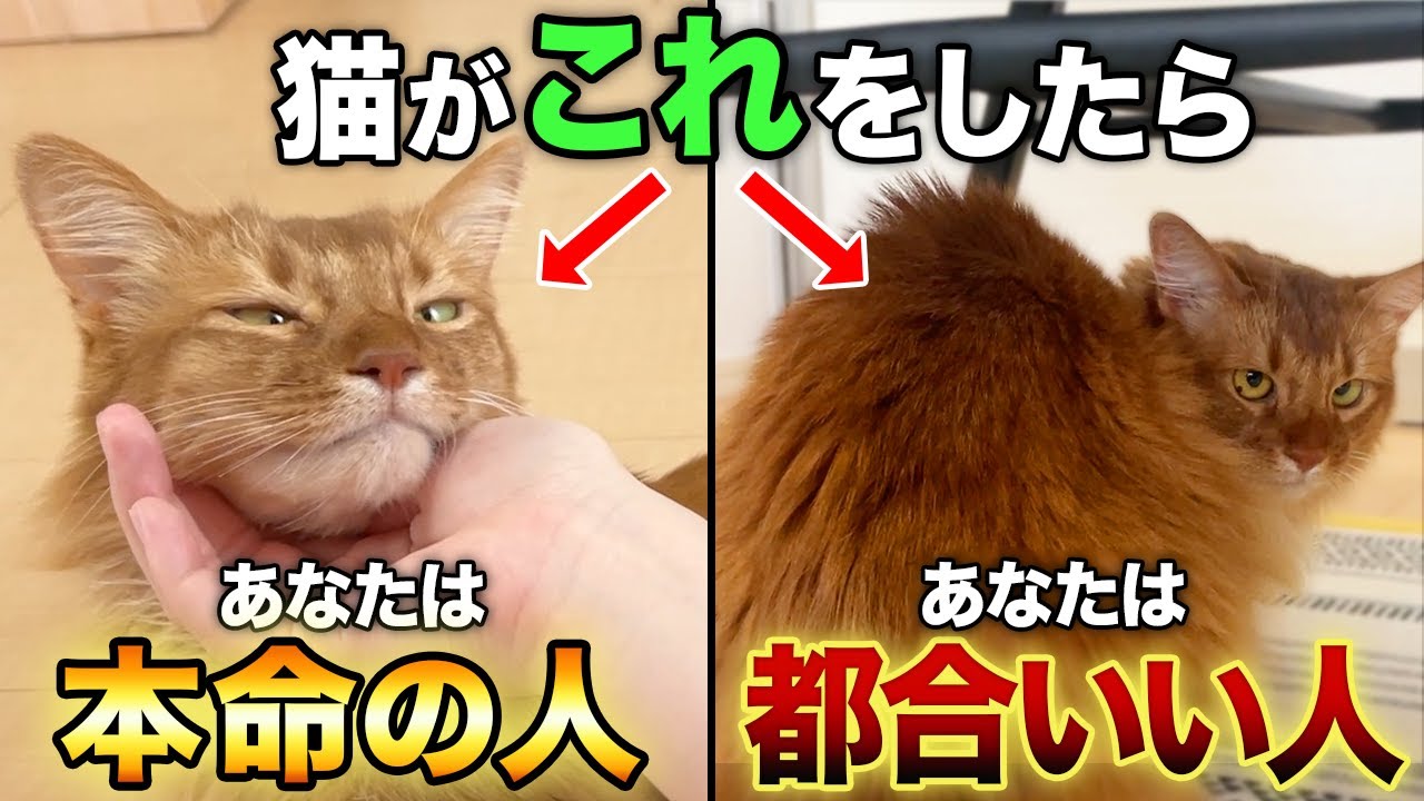 【同じ家族でも態度が違う】あなたは猫にとって本命の人？都合の良い人？
