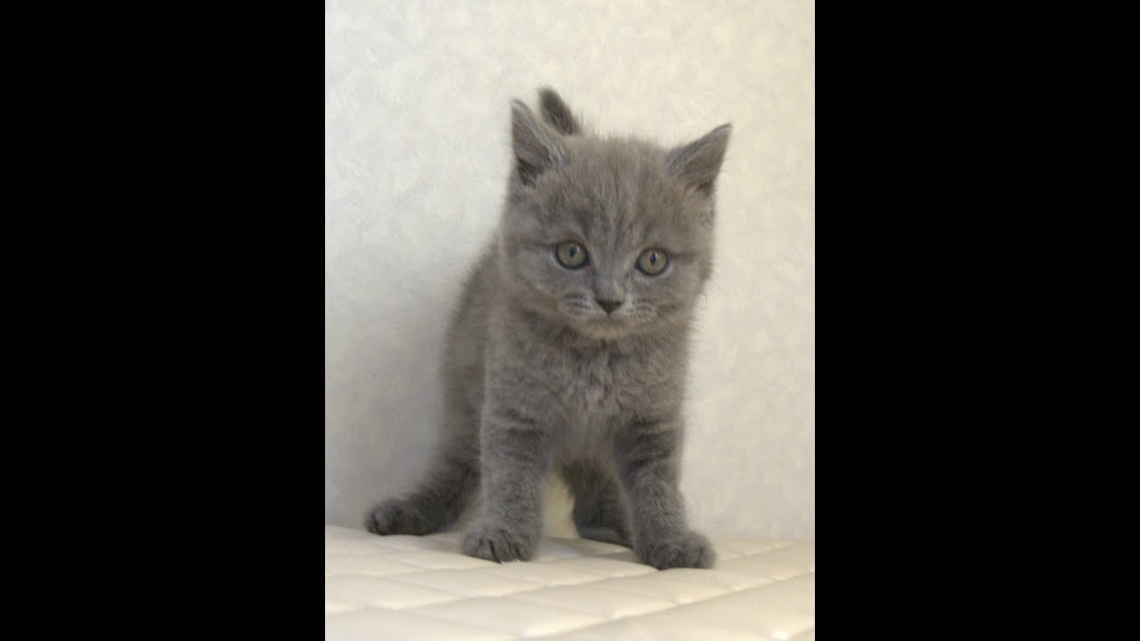 ブリティッシュショートヘアー子猫　British Shorthair　2025.4.4産まれ　ブルー　男の子　シーダキャット猫のお店