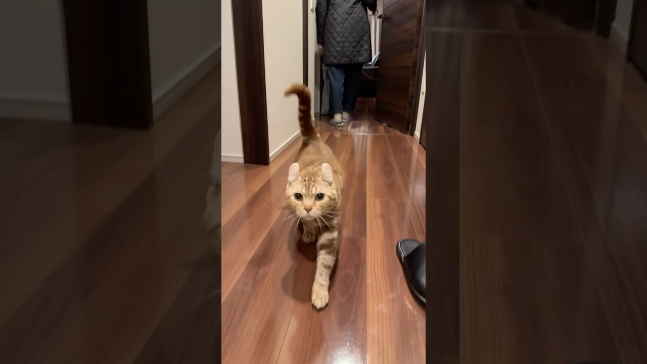 おかえりなさいができる猫ルイちゃん #cat #アメリカンカール #cat #cute #American curl
