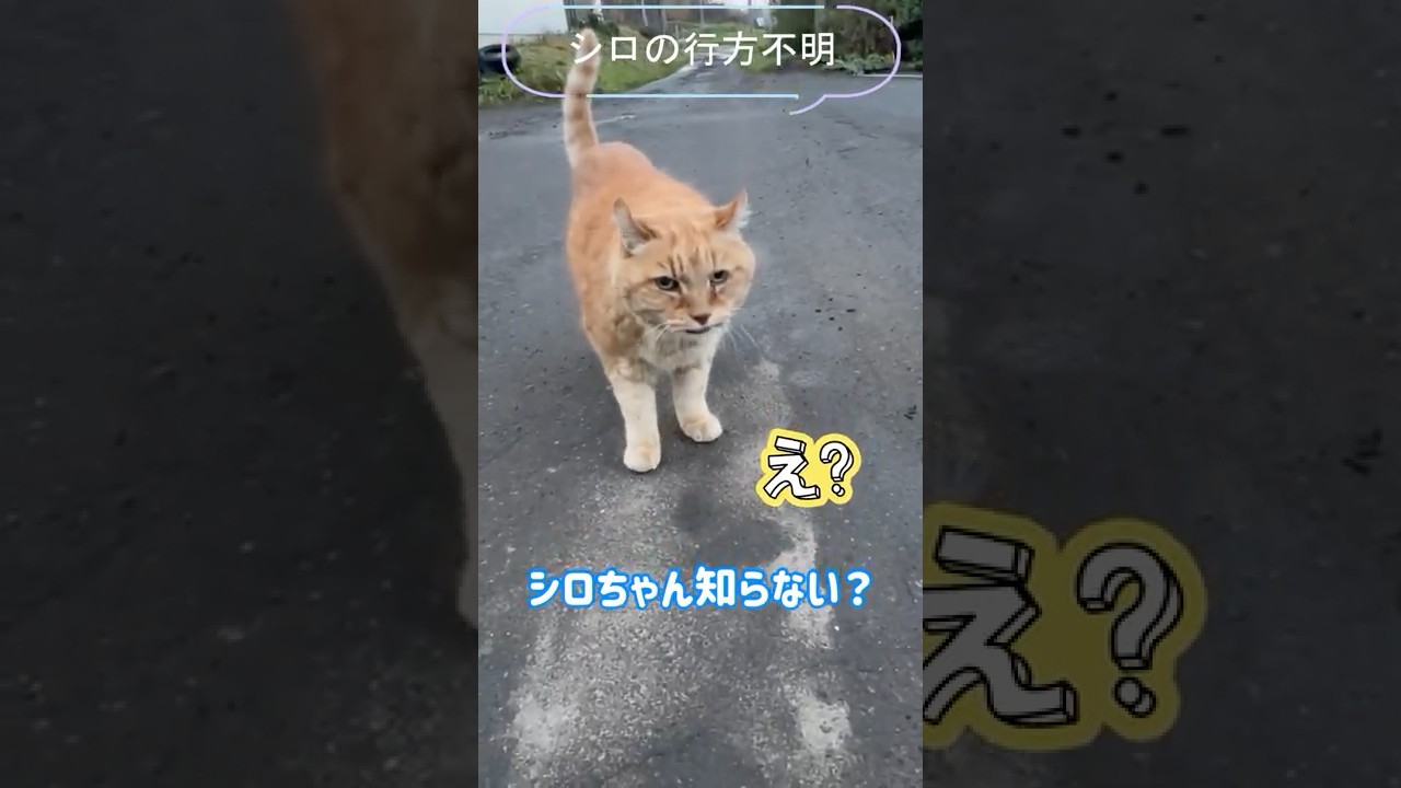 【失踪編①】行方不明のシロと奇跡の再会――視聴者のコメントが導いた思わぬ展開【オリジナルBGM】#ipp708#cat#猫#ねこ#シロ