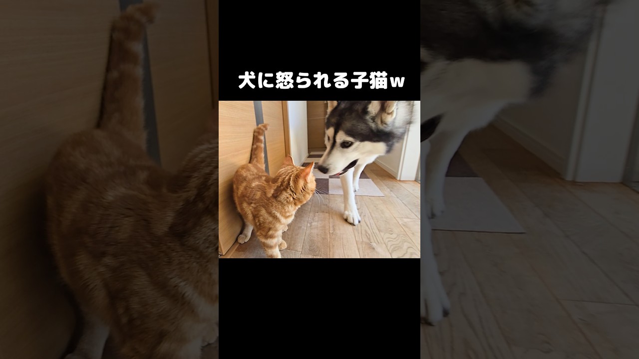 犬に怒られる子猫...笑#shorts