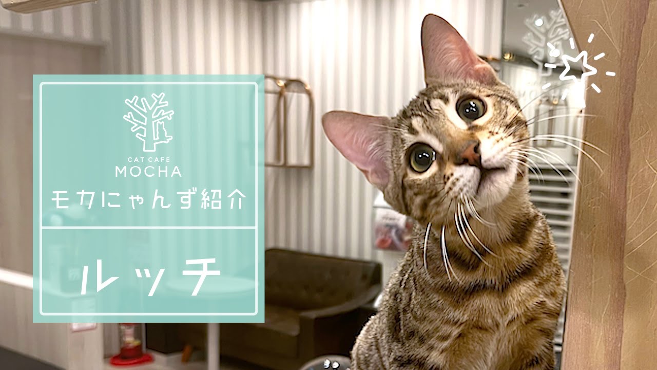 ルッチ（エジプシャンマウ♂）大宮店