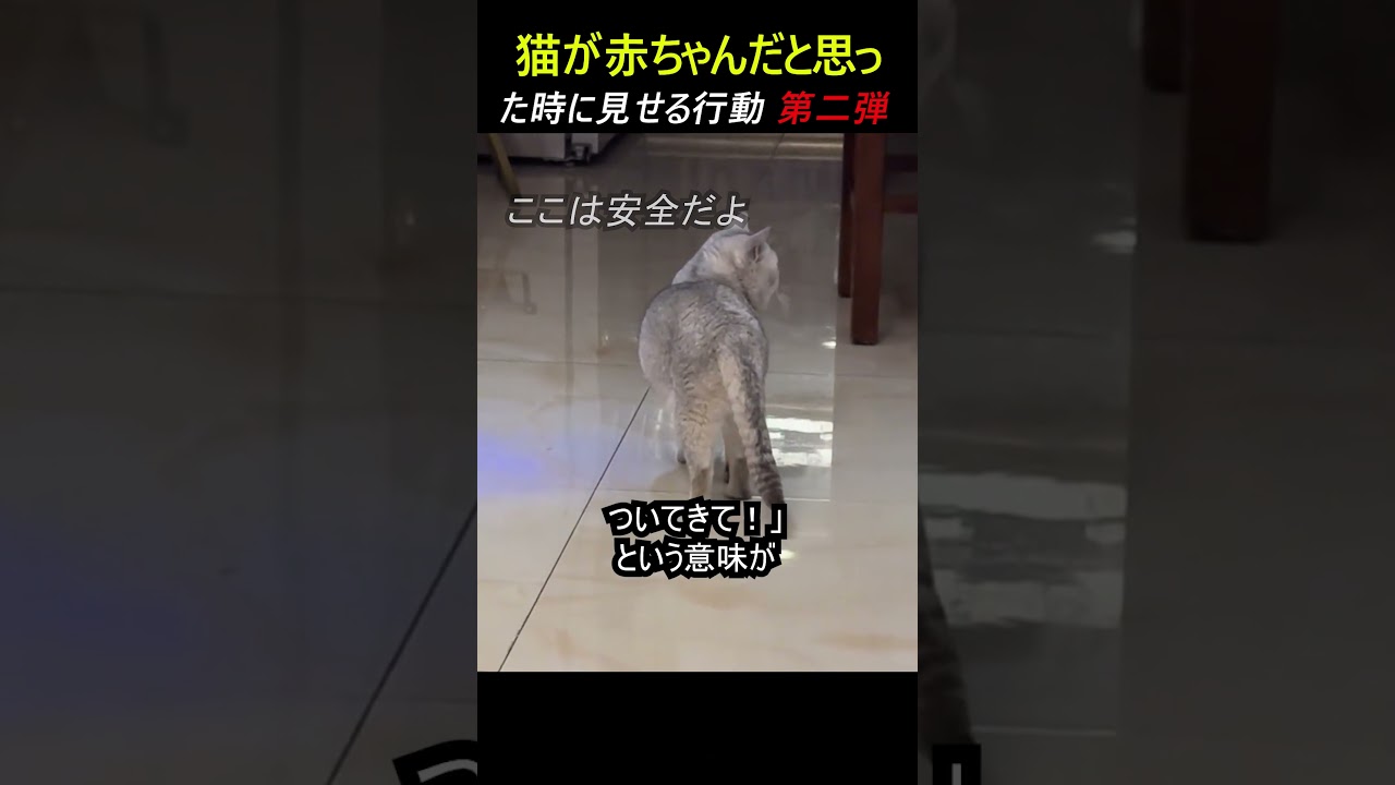 第二弾, 猫が赤ちゃんだと思った時に見せる行動
