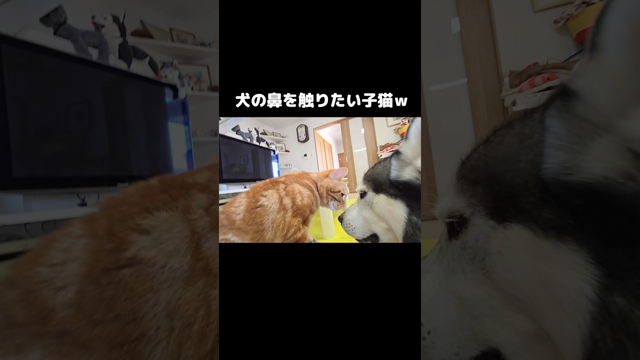 犬の鼻を触りたい子猫がかわいい...笑#shorts