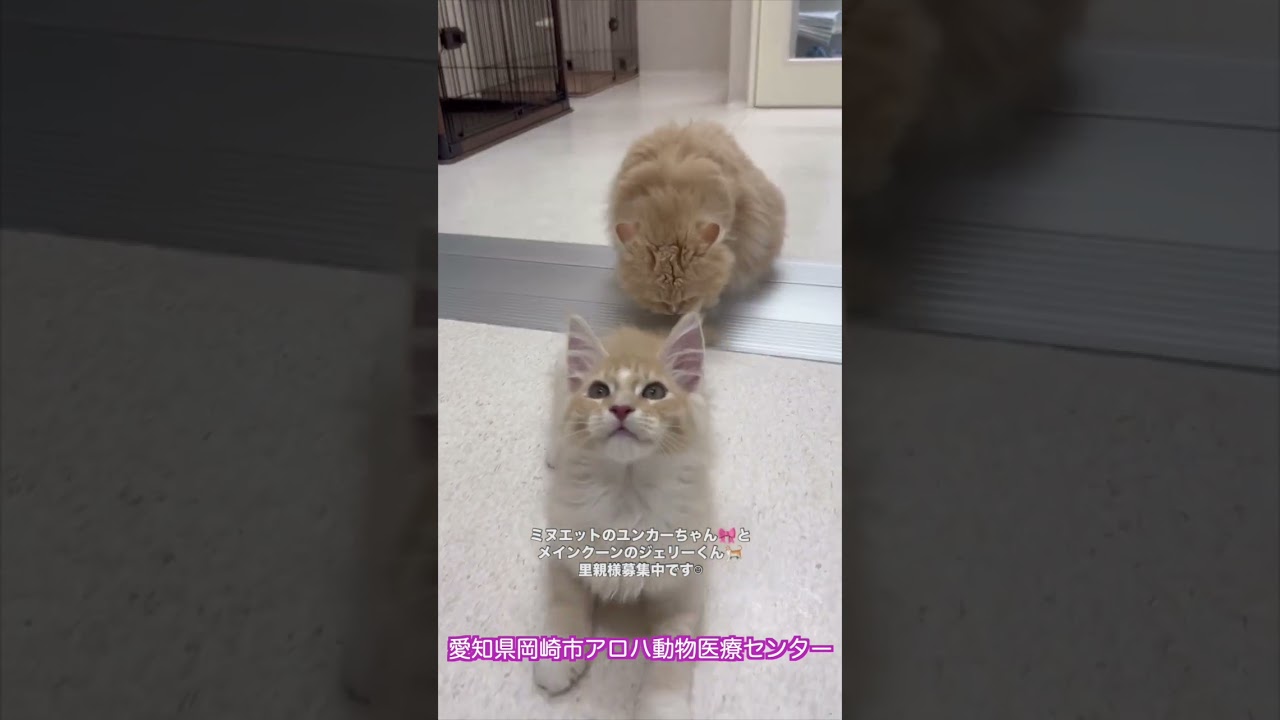 里親募集中　ミヌエット　女の子　メインクーン　男の子