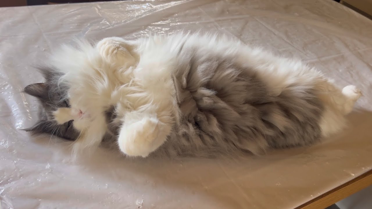 【モフモフ】クリオネみたいにゴロンする、最年長ノルウェージャンフォレストキャットがカワイイ💖