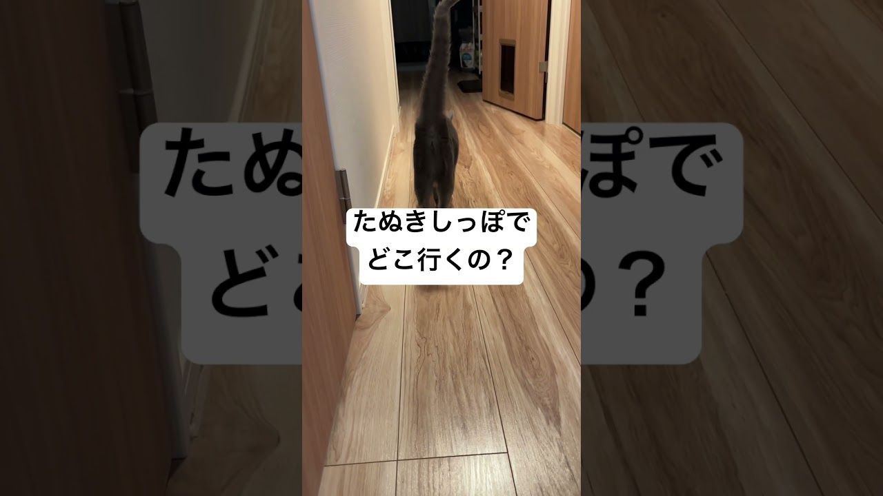 あおそら日記 #あおそら #ロシアンブルー #猫好きさんと繋がりたい #猫のいる暮らし
